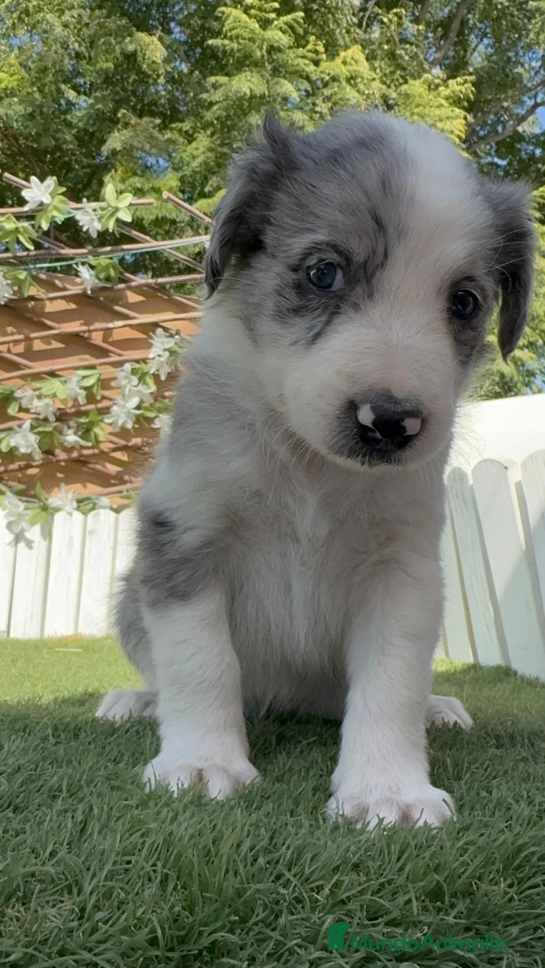 Border Collie perros en venta: BORDER COLLIE MERLE - MACHO - Anuncio 11