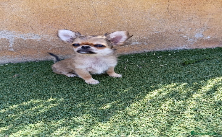 Chihuahua perros - Propaganda 2