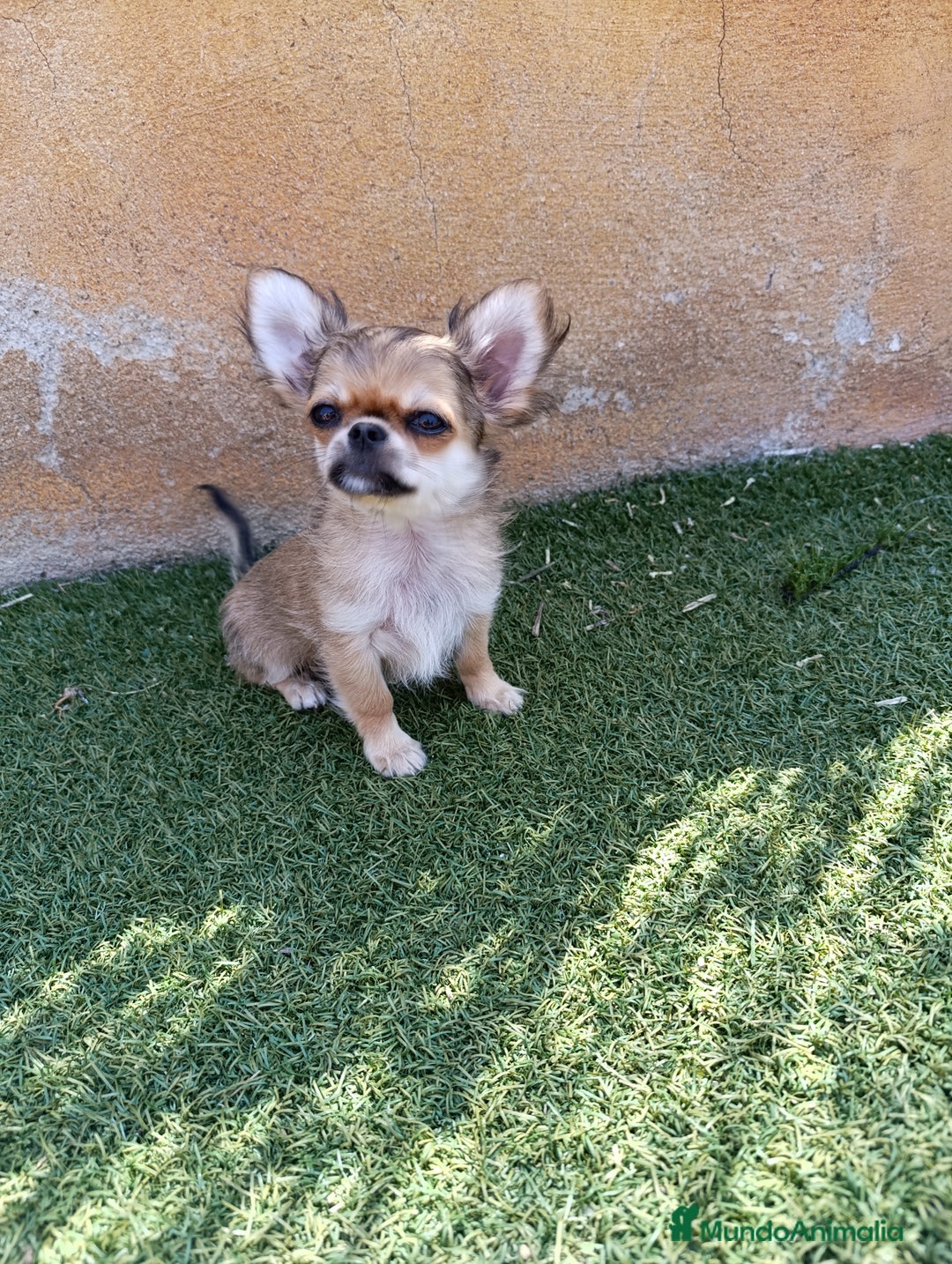 Chihuahua perros en venta: chihuahua pelo lrgo - Imagen 1