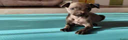 Greyhound perros en venta: Macho de galgo italiano blue - Anuncio 4
