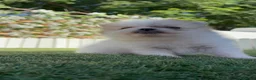 Pomerania perros en venta: POMERANIA - Anuncio 3