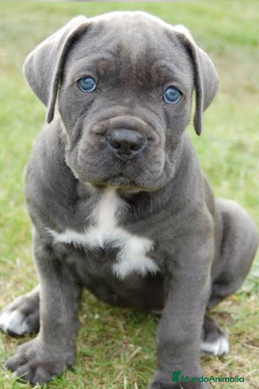 Cane Corso perros en venta: CACHORROS DE CANE CORSO DE CALIDAD  631 67 03 85 - Anuncio 3