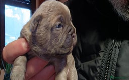 Bulldog Francés perros en venta: Bulldog francés  en León - Imagen 2