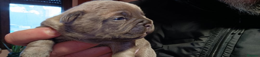 Bulldog Francés Cachorro 12