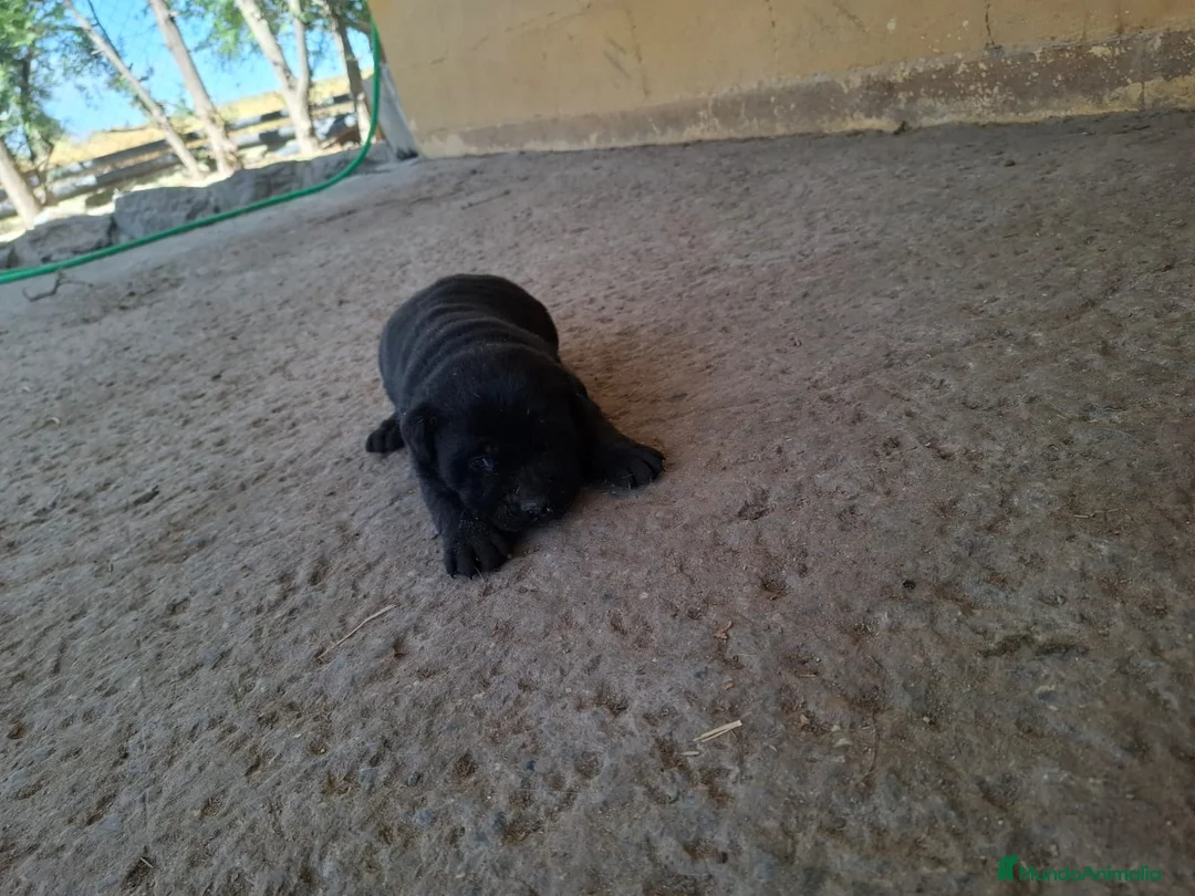 Labrador Retriever perros en venta: LABRADOR  - Anuncio 2