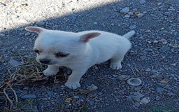 Chihuahua perros en venta: Preciosa ejemplar mini toy - Imagen 2