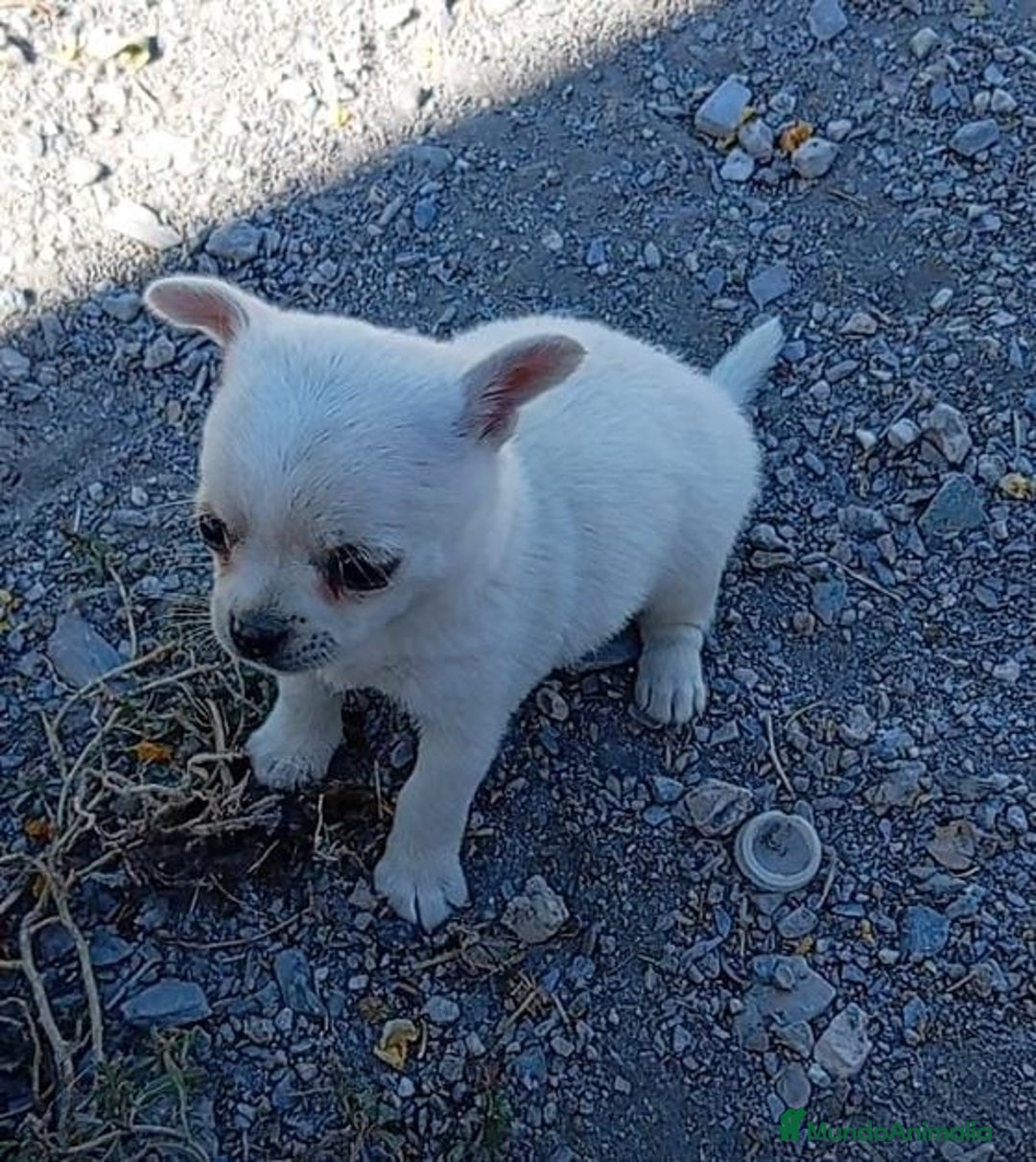 Chihuahua perros en venta: Preciosa ejemplar mini toy - Imagen 2