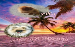Pomerania perros en venta: ⚜️ Pomerania ositos Boo 🐾⚜️ - Imagen 14