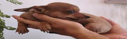 Chihuahua perros en venta: CHIHUAHUA Macho - Anuncio 3