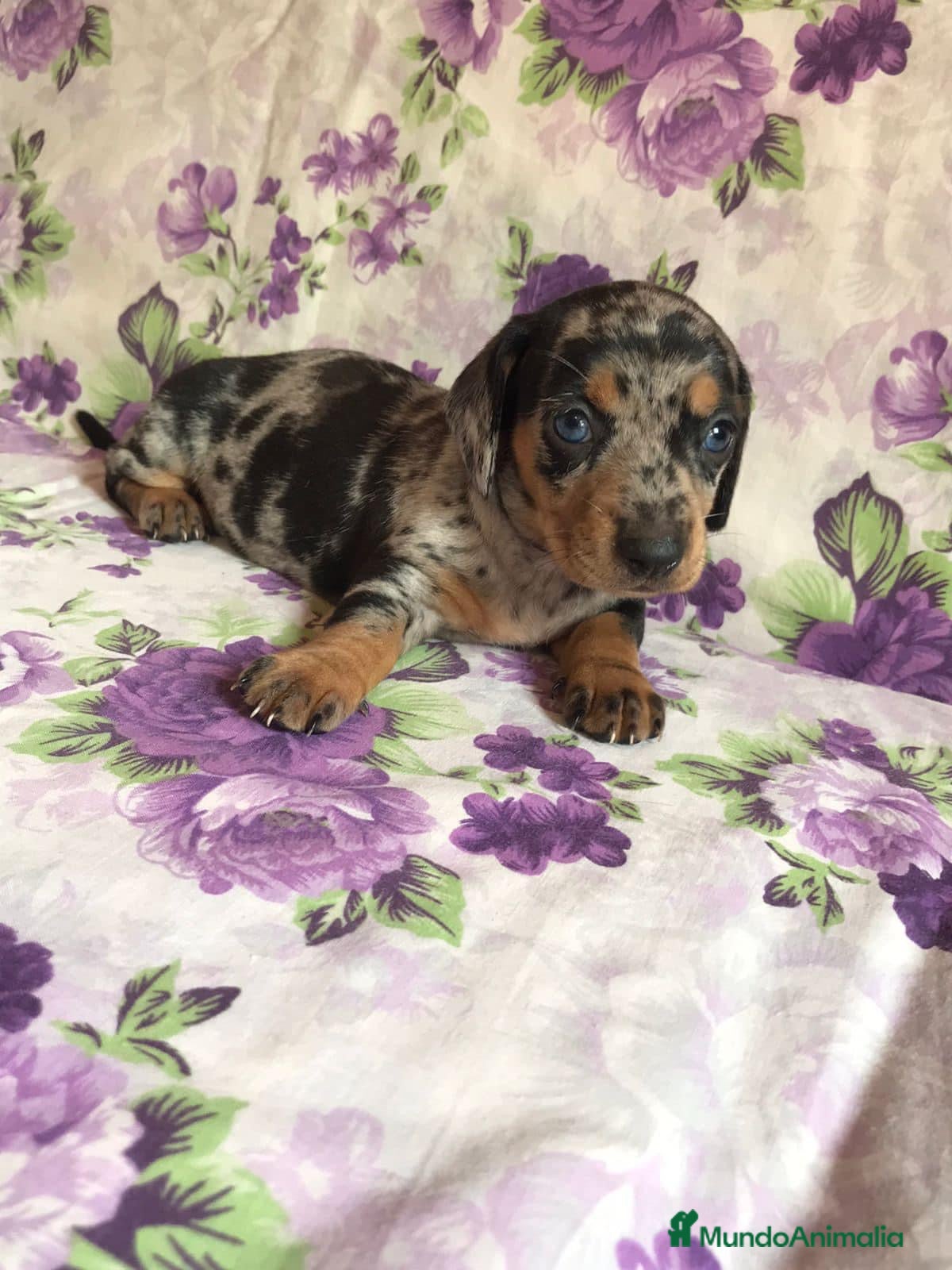 Teckel Miniatura perros Teckel , CONDICIONES INMEJORABLES  en Ciudad Real - Anuncio 2