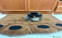 Shih Tzu perros en venta: Shih tzu macho  - Imagen 13