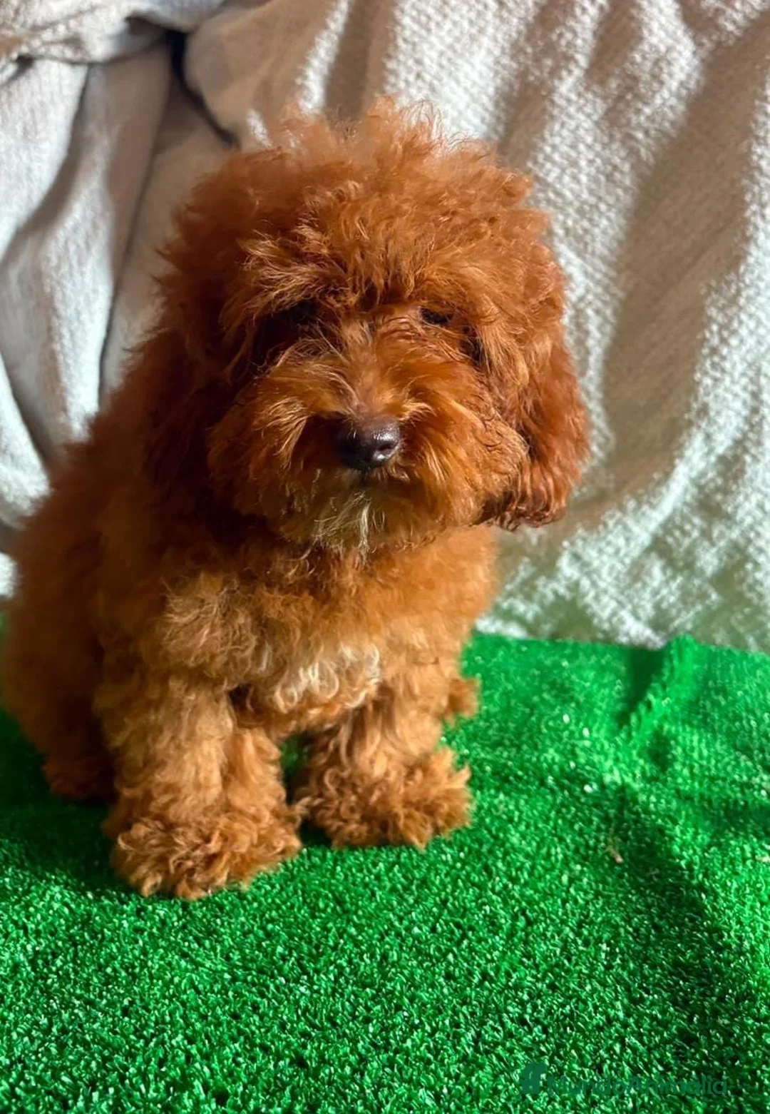 Caniche Toy perros en venta: Caniche toy rojo  - Anuncio 4