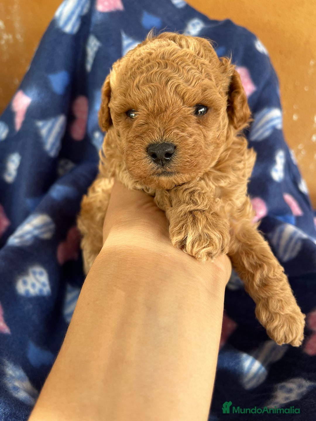 Caniche Toy perros en venta: Caniches mini toy tacita de té  - Imagen 2