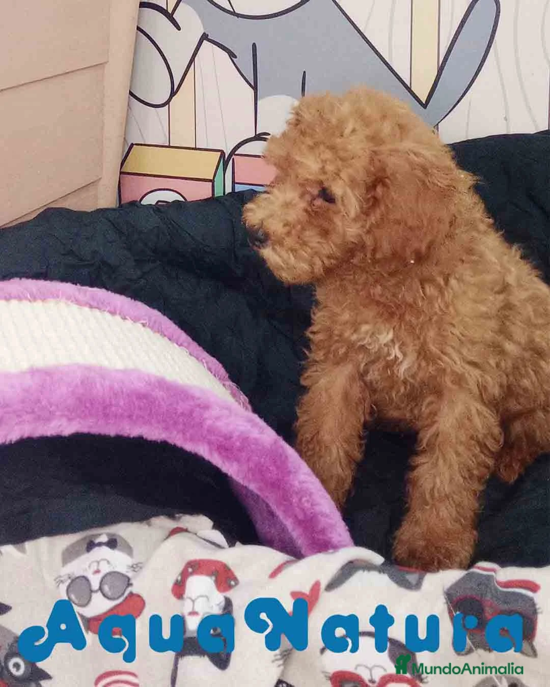 Caniche Enano perros en venta: Caniche Macho de Camila y Can 6158 - AQUANATURA en Barcelona - Anuncio 6