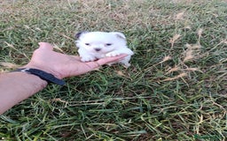 Chihuahua perros en venta: 🐶✨ Cachorros Chihuahua de Línea Exclusiva ✨🐶 - Imagen 22
