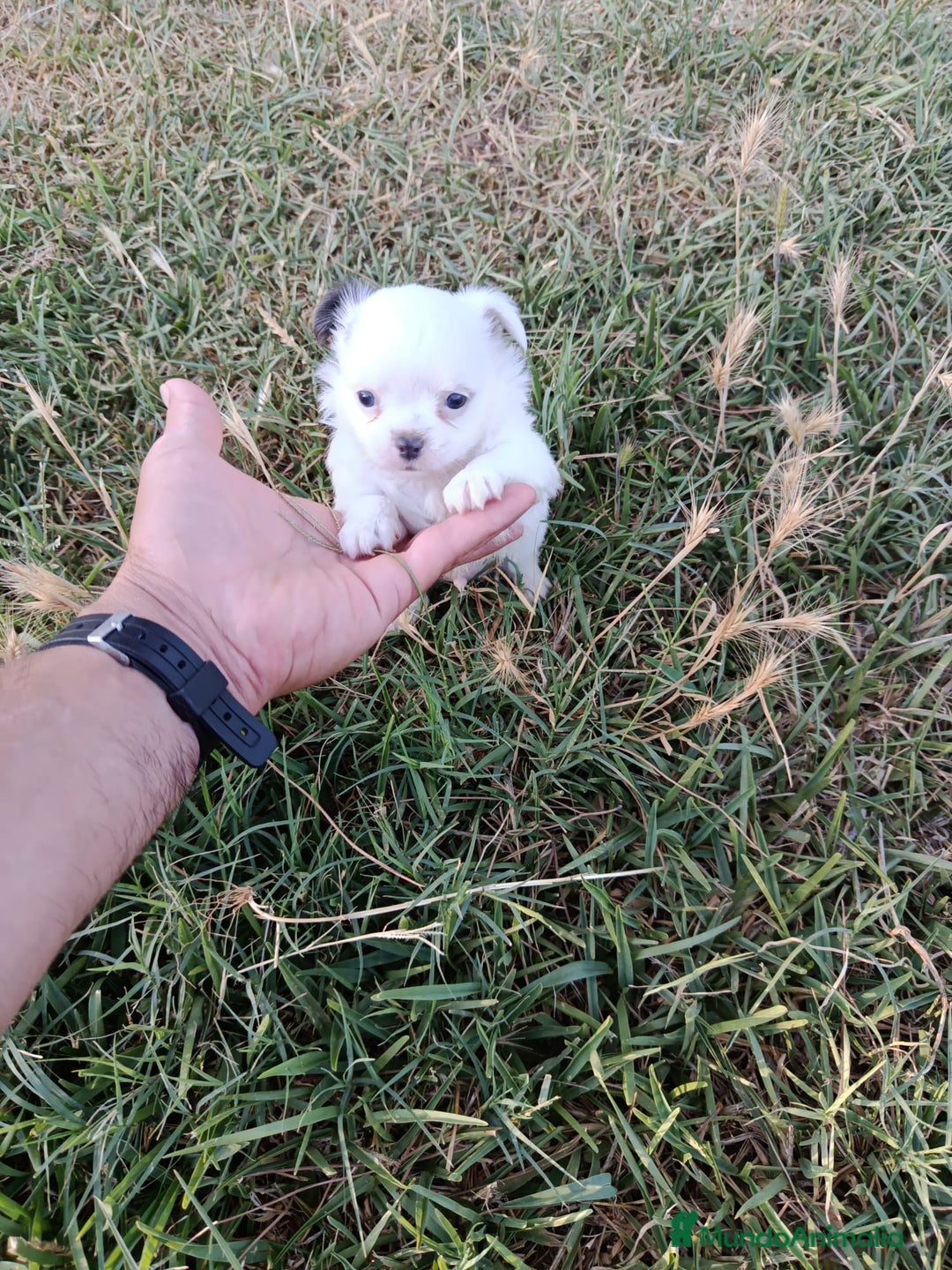 Chihuahua perros en venta: 🐶✨ Cachorros Chihuahua de Línea Exclusiva ✨🐶 - Imagen 22