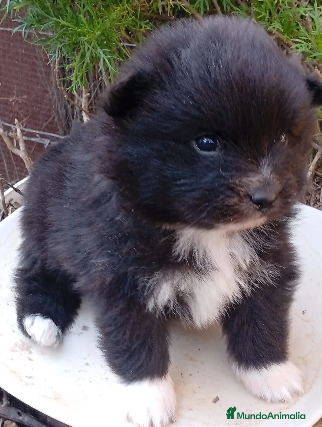 Pomerania perros en venta: Pomerania  - Anuncio 2