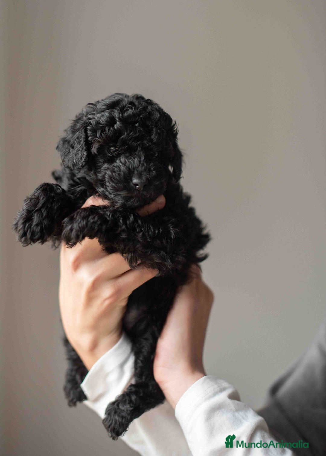 Caniche Toy perros en venta: Caniches negros - Anuncio 6