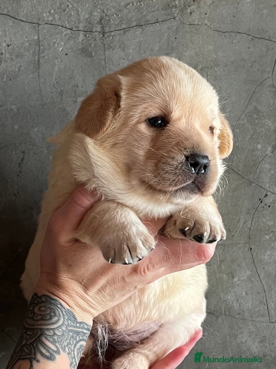 Labrador Retriever perros en venta: Labradores rubios  en Barcelona - Imagen 1