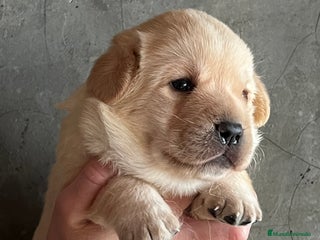 Labrador Retriever perros en Barcelona - Anuncio 18