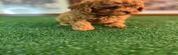 Caniche Toy perros en venta: Caniche toy !  - Anuncio 1