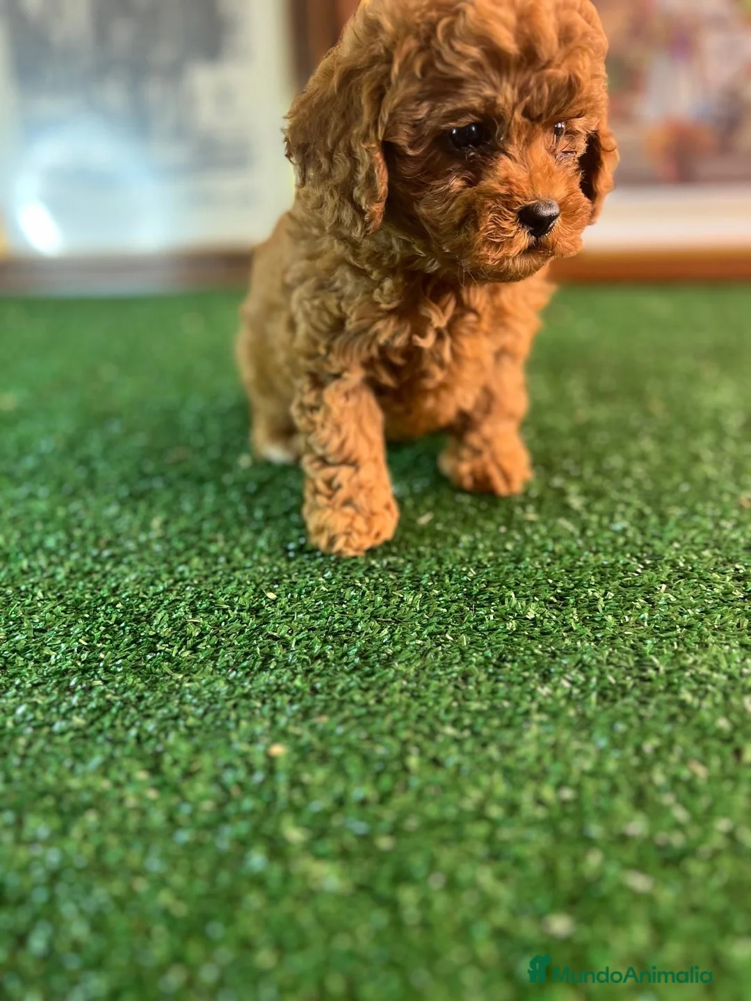 Caniche Toy perros en venta: Caniche toy !  - Anuncio 1