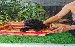 Caniche Toy perros en venta: Caniche - Imagen 10