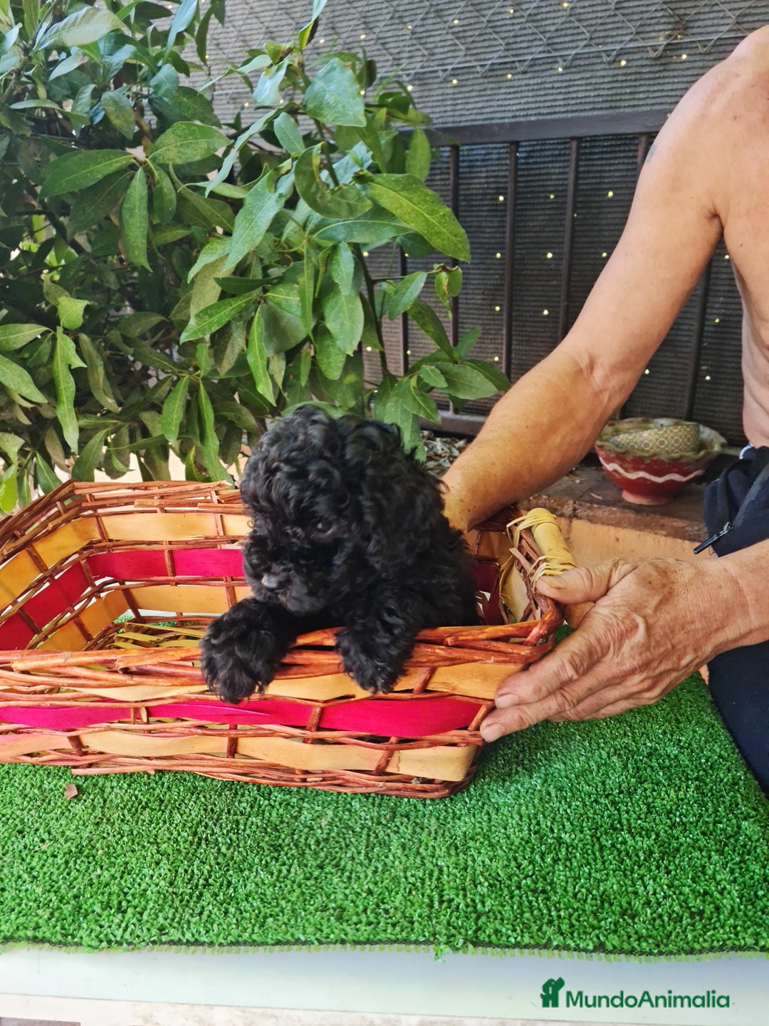 Caniche Toy perros en venta: Caniche - Imagen 10