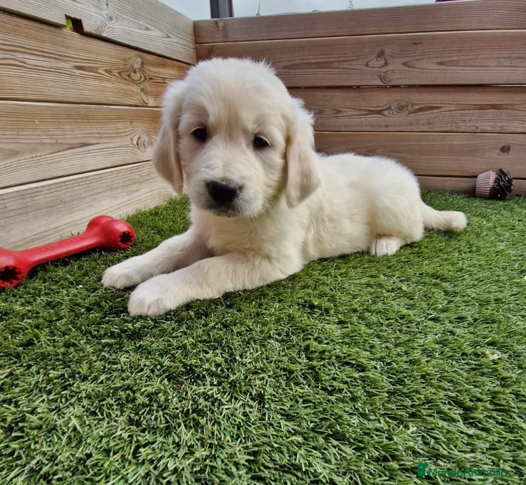 Golden Retriever perros en venta: GOLDEN - Anuncio 2