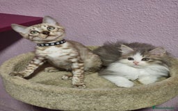 Kurilean Bobtail de Pelo Corto gatos en venta: Hembra Exótica y Hembra Kurilian - Imagen 1