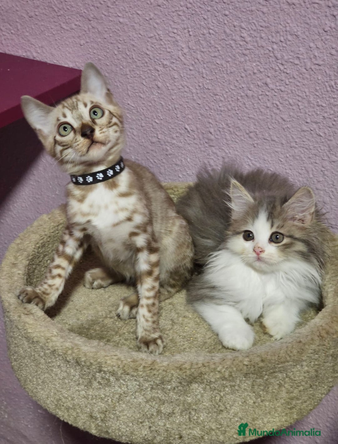 Kurilean Bobtail de Pelo Corto gatos en venta: Hembra Exótica y Hembra Kurilian - Imagen 1