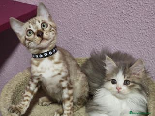 Kurilean Bobtail de Pelo Corto gatos Hembra Exótica y Hembra Kurilian - Anuncio 8