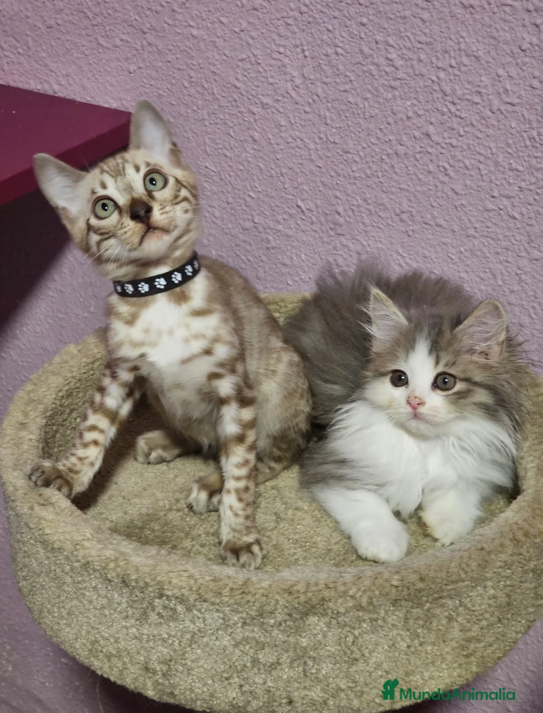 Kurilean Bobtail de Pelo Corto gatos en venta: Hembra Exótica y Hembra Kurilian - Anuncio 1