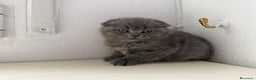 Scottish Fold gatos en venta: Scottish fold - Anuncio 1