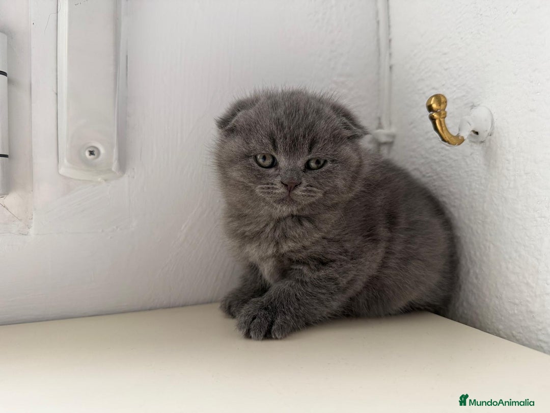 Scottish Fold gatos en venta: Scottish fold - Anuncio 1