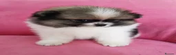 Pomerania perros en venta: Pomerania TOY Muñecas ♂️♀️ - Anuncio 14
