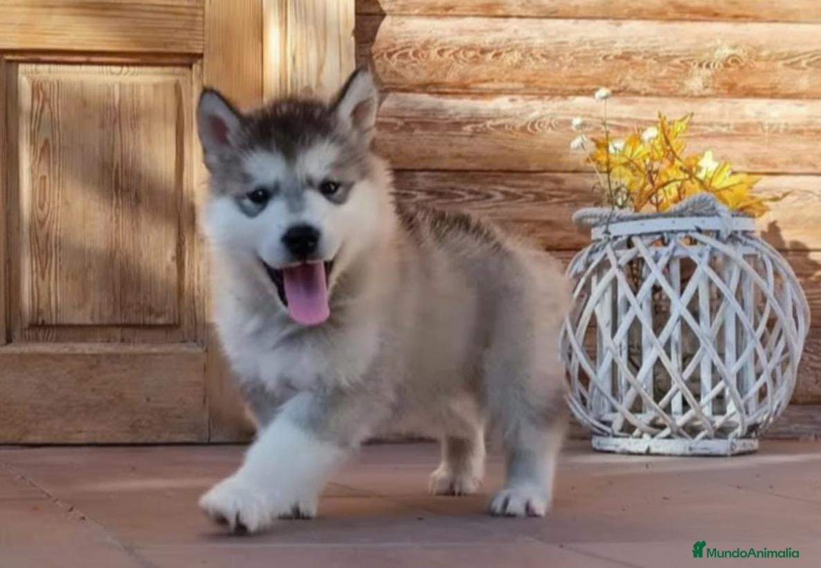 Alaskan Malamute perros Alaskan Malamute - Anuncio 1