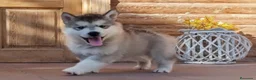 Alaskan Malamute perros en venta: Alaskan Malamute - Anuncio 1