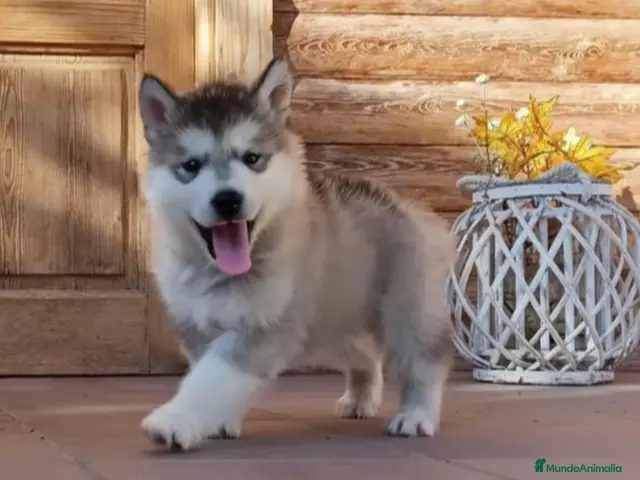 Alaskan Malamute perros Alaskan Malamute - Anuncio 1