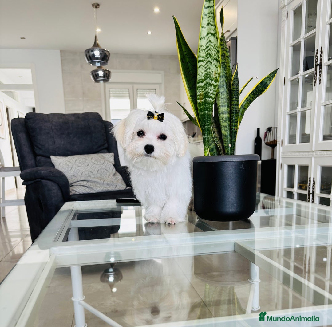 Bichón Maltés perros en venta: Bichon maltes macho tamaño pequeño - Imagen 3