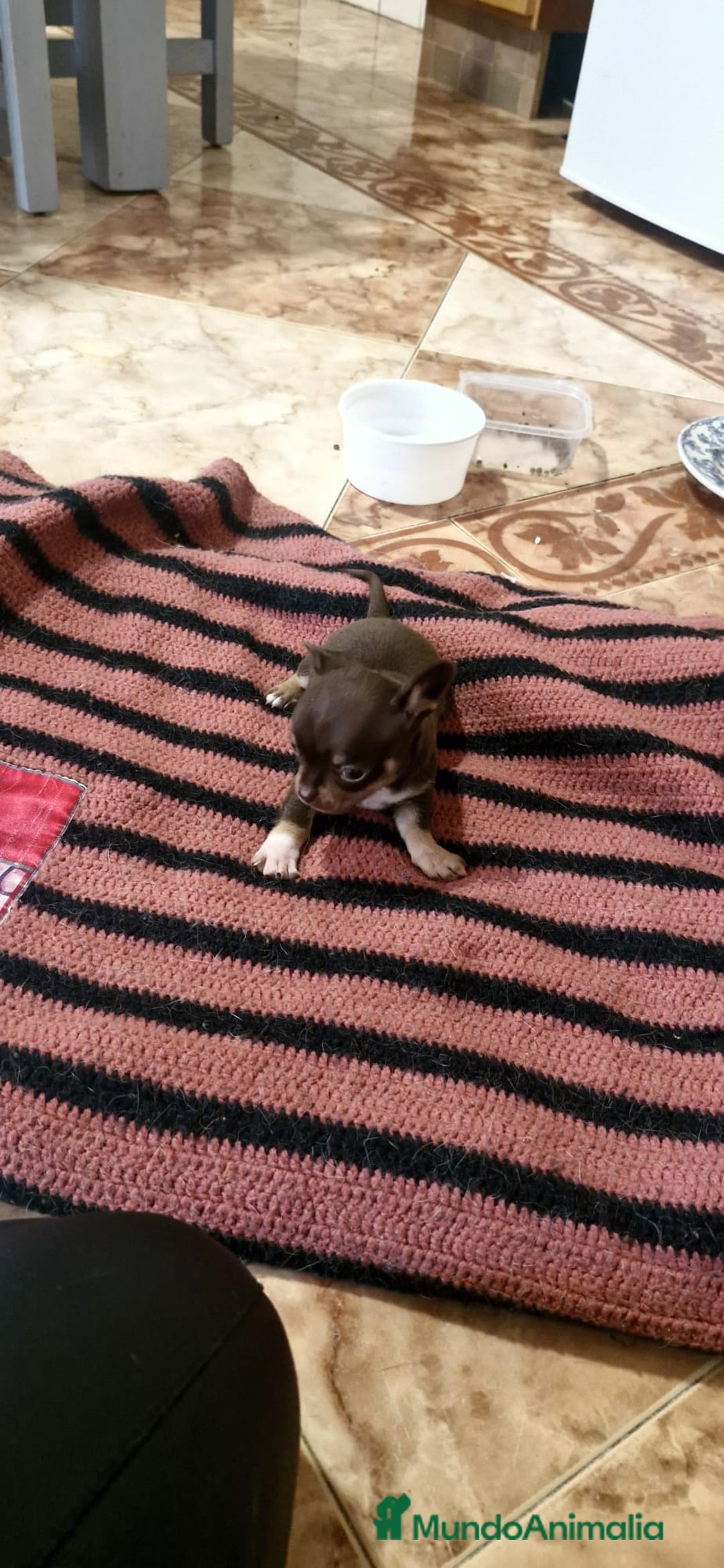 Chihuahua perros en venta: Chihuahua hembras toy - Anuncio 6