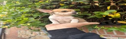 Chihuahua perros en venta: Chihuahua toy  - Anuncio 15