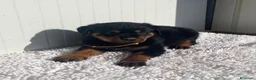 Rottweiler perros en venta:  Rottweiler  en Sevilla - Anuncio 9