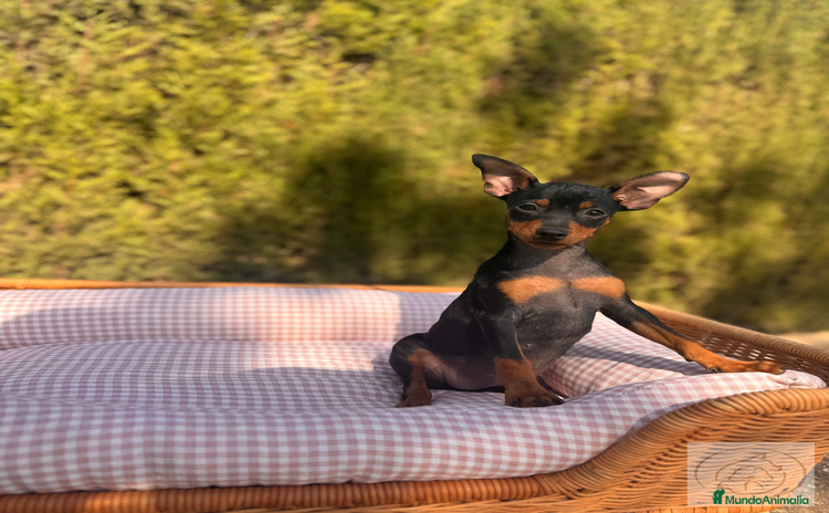 Pinscher Miniatura perros - Anuncio 7