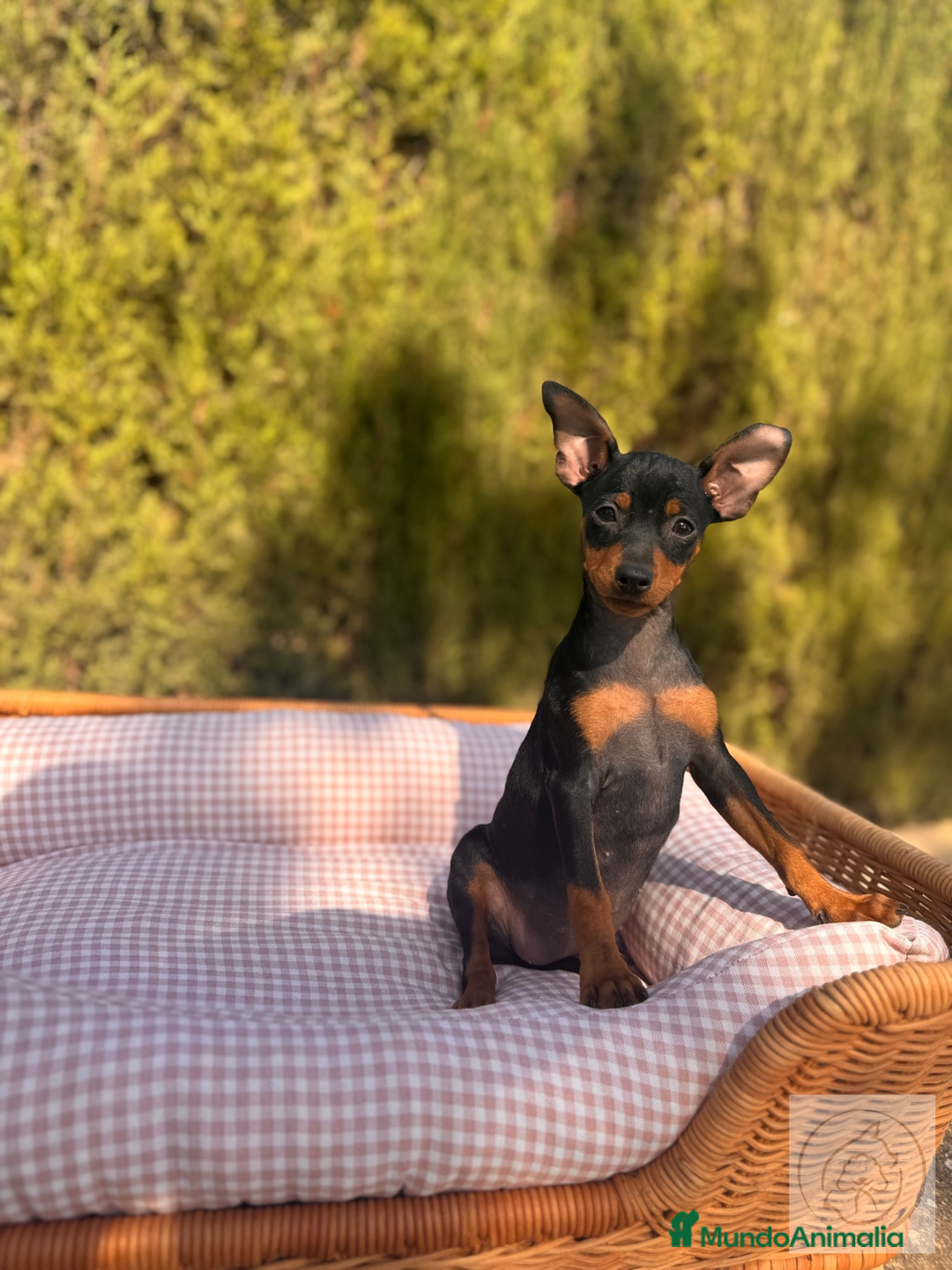 Pinscher Miniatura perros en venta: Cachorros Pinscher negro y fuego disponibles - Imagen 1