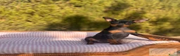 Pinscher Miniatura perros en venta: Cachorros Pinscher negro y fuego disponibles - Anuncio 1