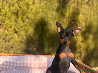 Pinscher Miniatura perros Cachorros Pinscher negro y fuego disponibles - Anuncio 14