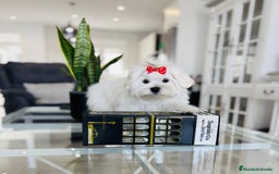 Bichón Maltés perros en venta: Excelente cachorrito de bichon maltés macho - Imagen 4