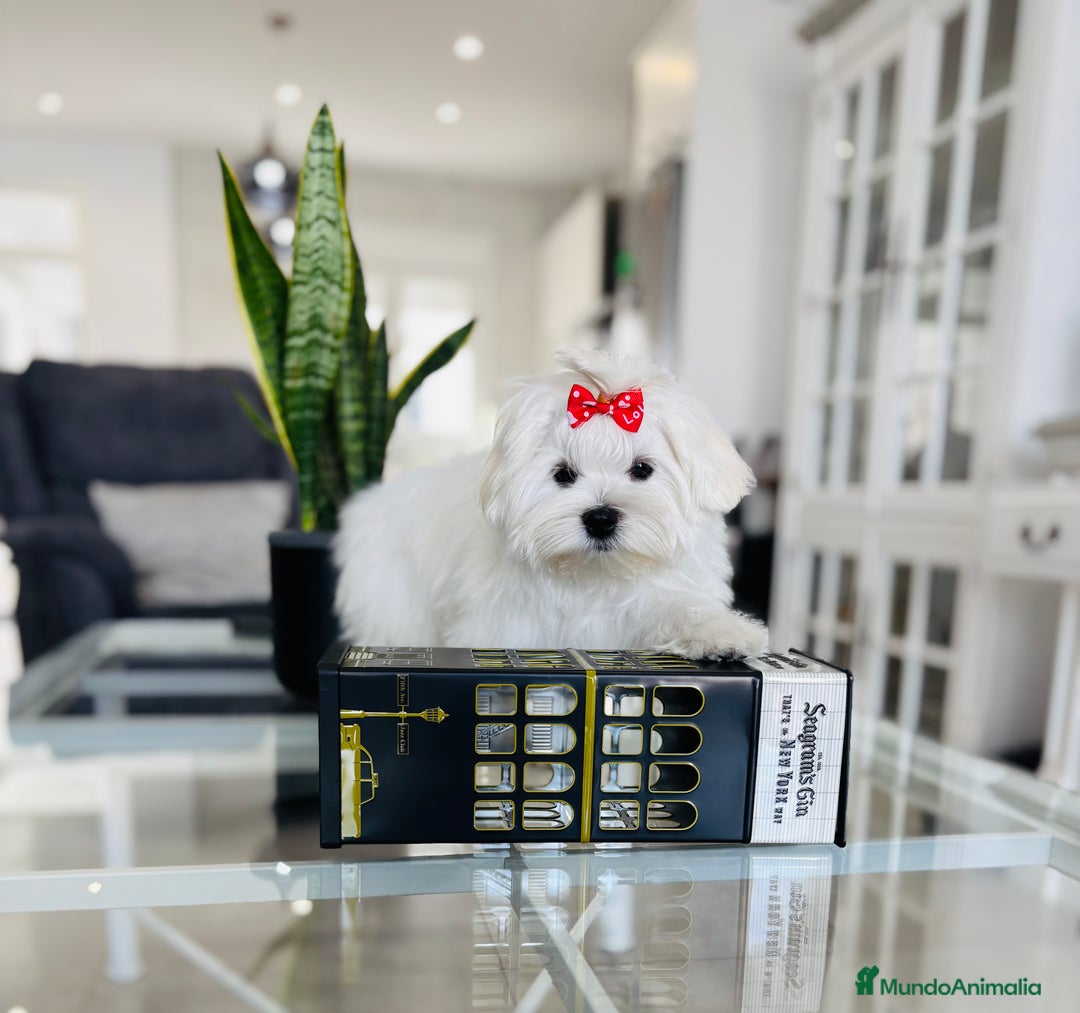 Bichón Maltés perros en venta: Excelente cachorrito de bichon maltés macho - Imagen 4