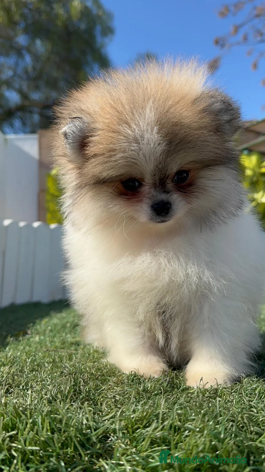 Pomerania perros en venta: POMERANIA HEMBRA - Anuncio 2